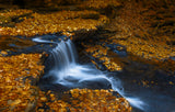 Autumn Waterfall Poster och Canvastavla