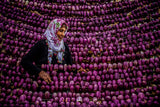 purple Poster och Canvastavla