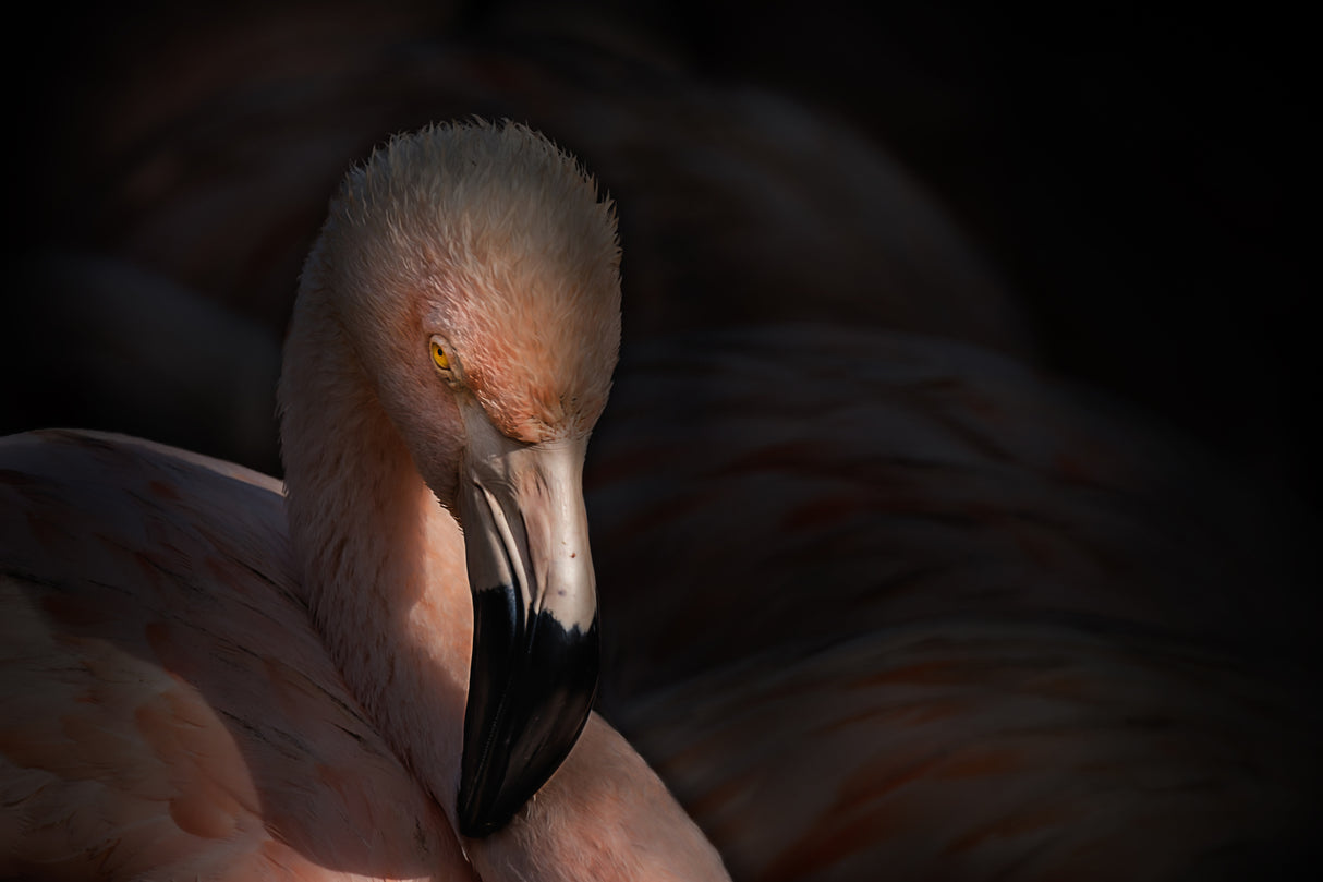 Flamingo Poster och Canvastavla