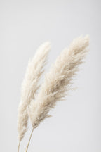 Pampas Grass Grey 13 Poster och Canvastavla