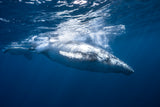 Humpback whale of Réunion Island Poster och Canvastavla