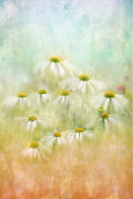 Subtle Summer Poster och Canvastavla