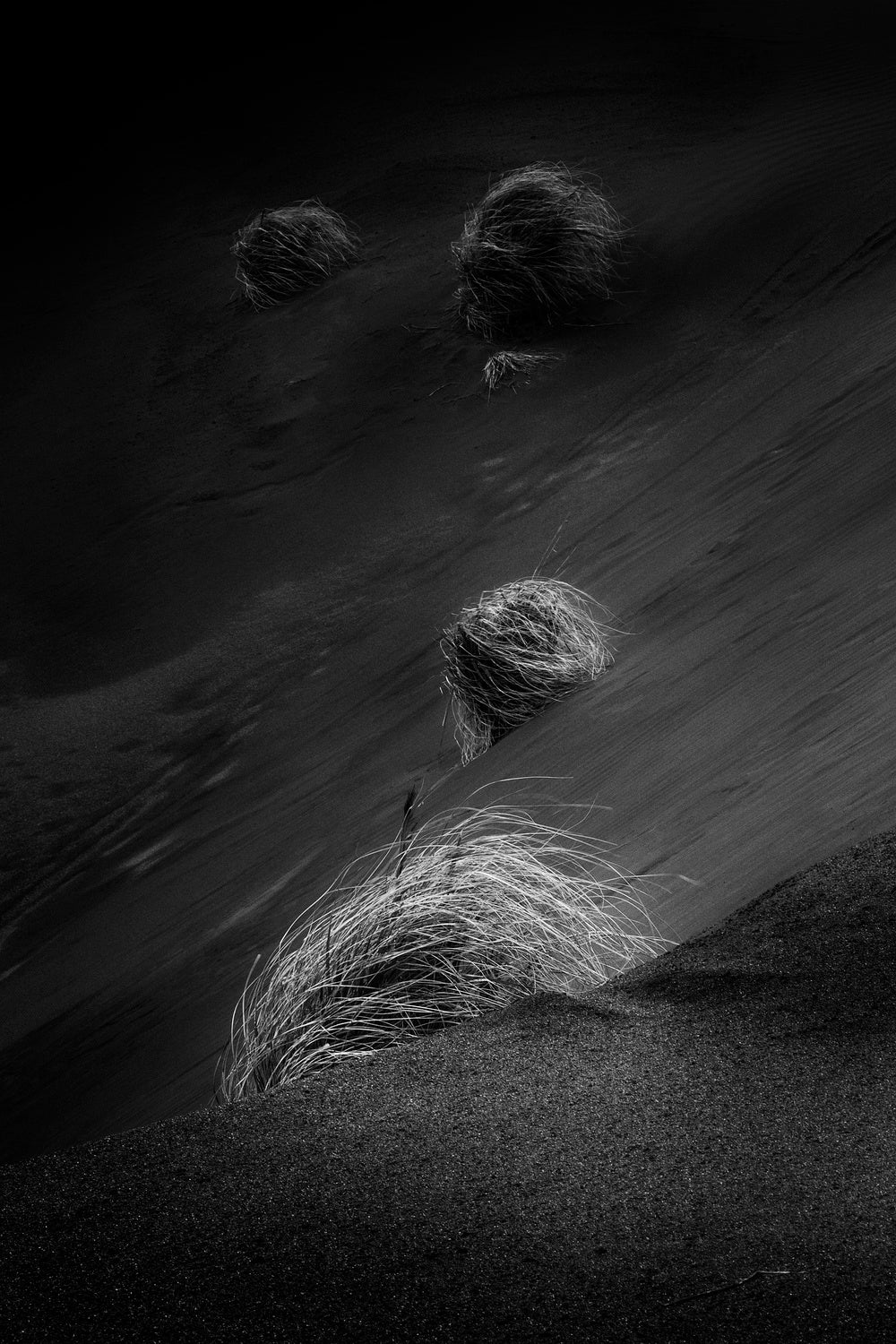 .....dry grass..... Poster och Canvastavla