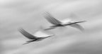 Flying together Poster och Canvastavla