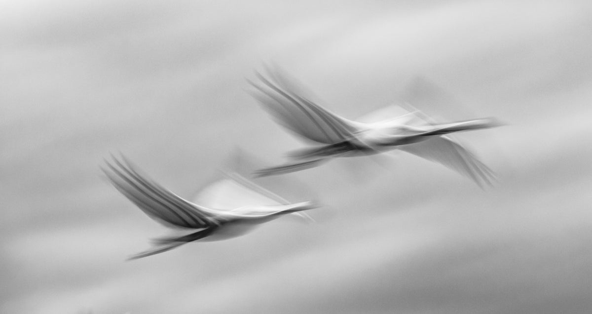Flying together Poster och Canvastavla