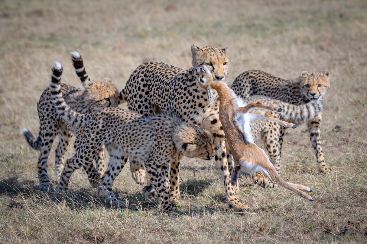 Cheetah Hunting Poster och Canvastavla