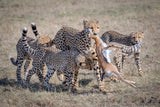 Cheetah Hunting Poster och Canvastavla