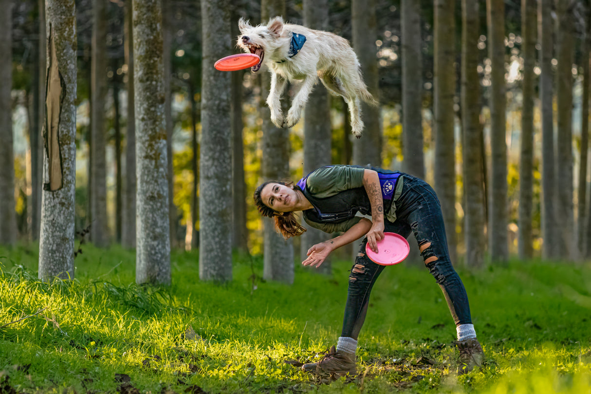 Dog and Frisbee Poster och Canvastavla