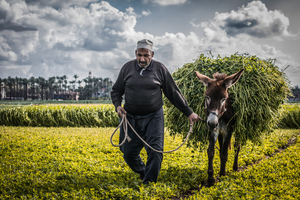 into the fields Poster och Canvastavla