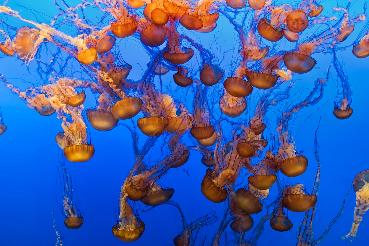 Swarm of Jellyfish Poster och Canvastavla