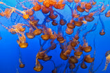 Swarm of Jellyfish Poster och Canvastavla