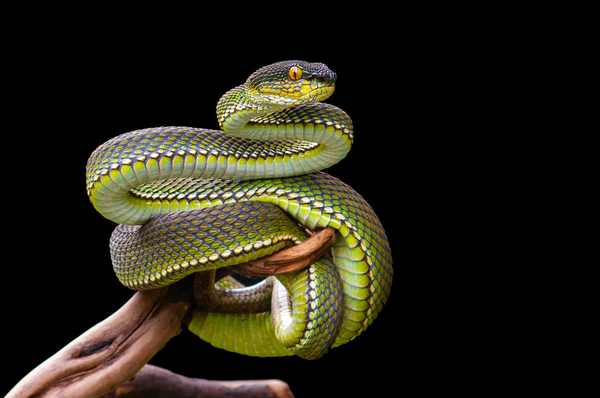 White lipped Viper in pose Poster och Canvastavla
