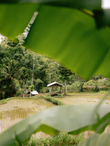 Tetebatu Lombok Poster och Canvastavla