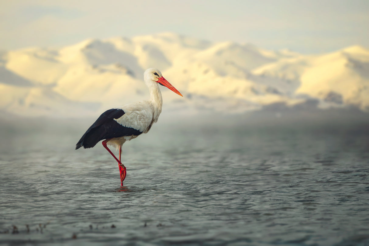 White Stork Poster och Canvastavla