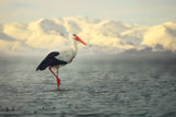 White Stork Poster och Canvastavla