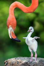 Flamingo with chick Poster och Canvastavla