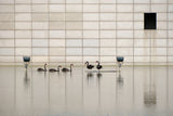 black swan Poster och Canvastavla