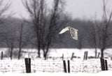 Snowy Owl flying through the snow Poster och Canvastavla