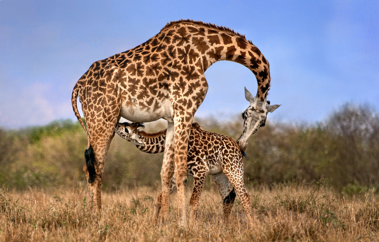 Giraffe with cup Poster och Canvastavla