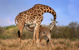 Giraffe with cup Poster och Canvastavla