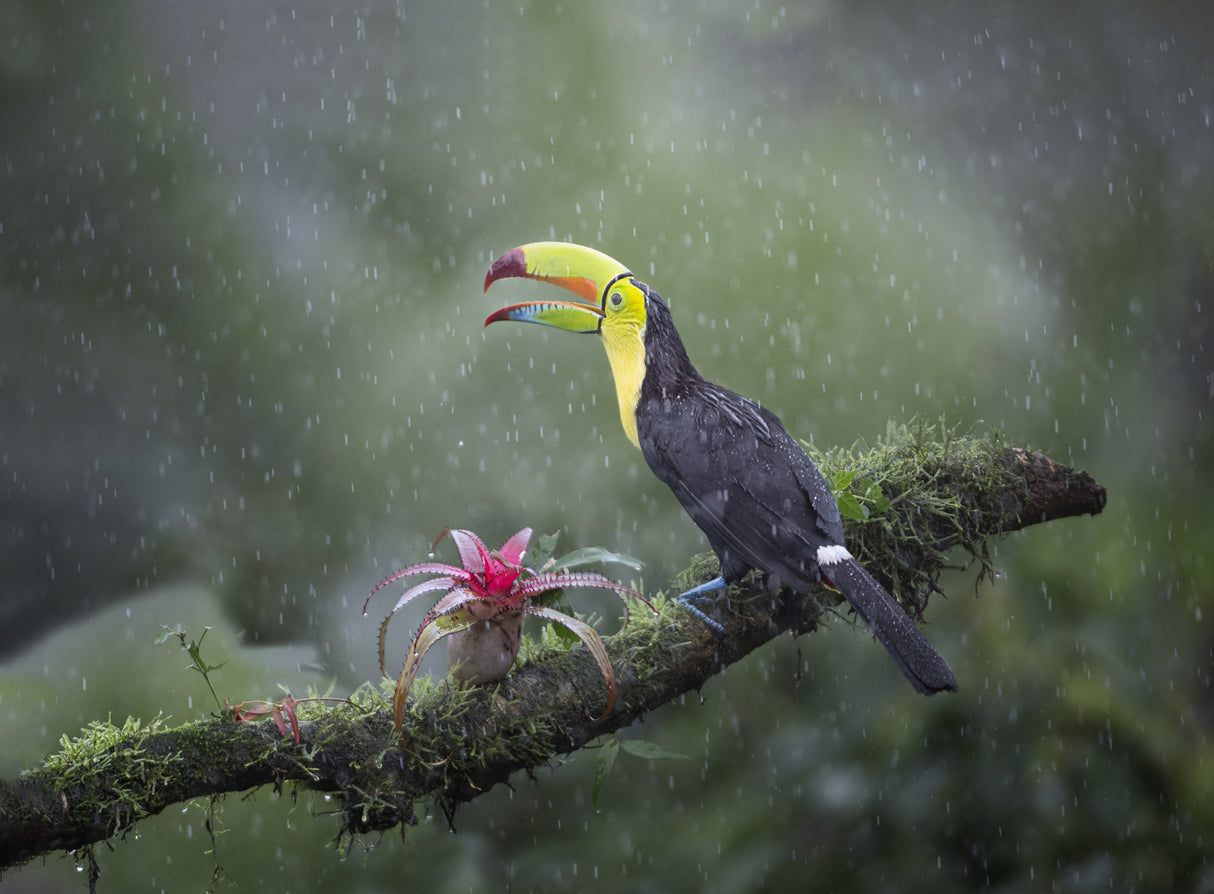 Toucan Poster och Canvastavla