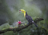 Toucan Poster och Canvastavla