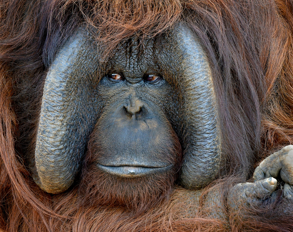 Male Orangutan China Poster och Canvastavla