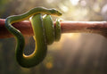 Tree Snake Poster och Canvastavla