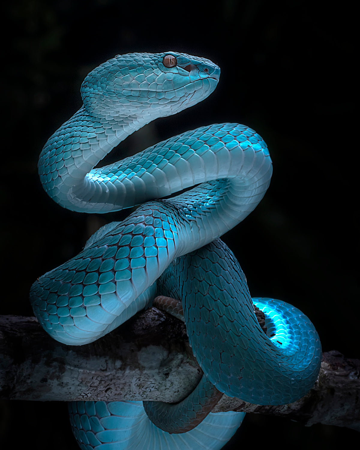 Blue Viper Full Awareness Poster och Canvastavla