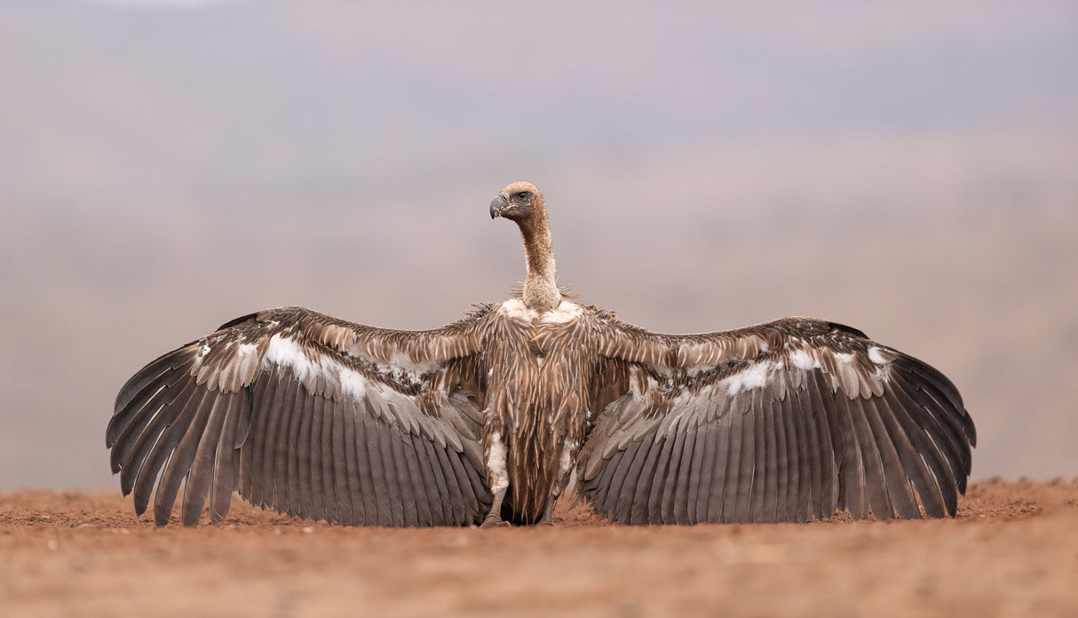 African vulture Poster och Canvastavla