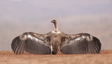 African vulture Poster och Canvastavla
