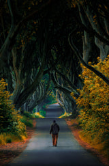 Walk in the Hedges Poster och Canvastavla