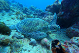 Deep sea turtle Poster och Canvastavla