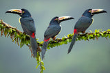 Collared Aracari Poster och Canvastavla