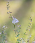 Pieris rapae Poster och Canvastavla