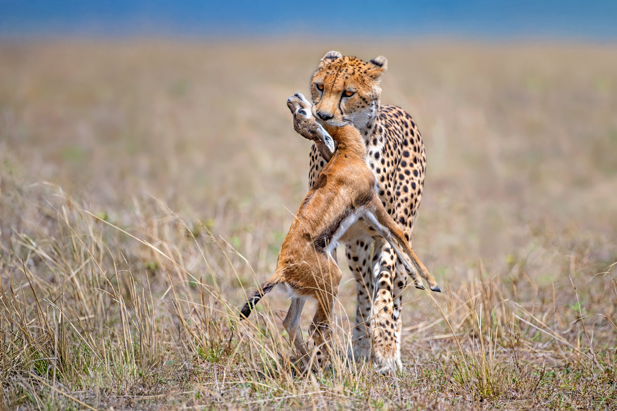 Cheetah with prey Poster och Canvastavla