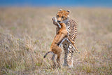 Cheetah with prey Poster och Canvastavla
