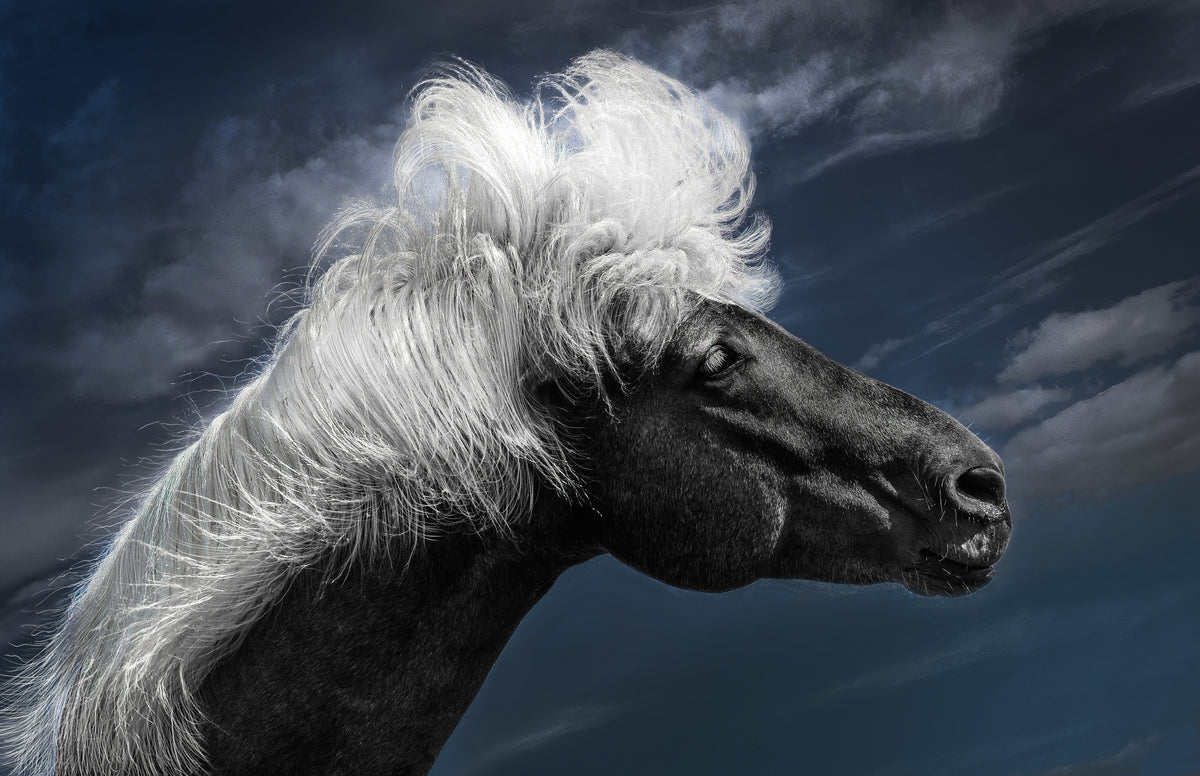 Blowing in the Icelandic Wind Poster och Canvastavla