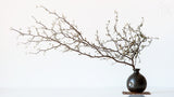 Vase And Branch Poster och Canvastavla