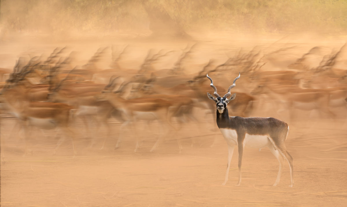 Black Bucks Poster och Canvastavla