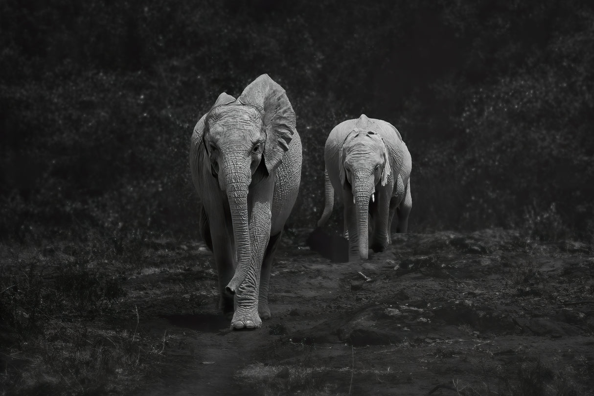 Happy Elephants Poster och Canvastavla