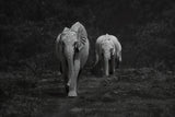 Happy Elephants Poster och Canvastavla