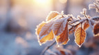 Winter Impressions No 10 Poster och Canvastavla