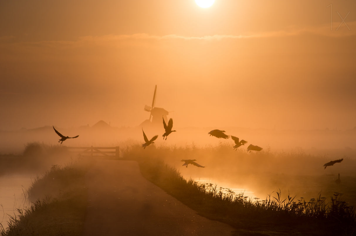 Sunrise Flight Poster och Canvastavla