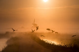 Sunrise Flight Poster och Canvastavla