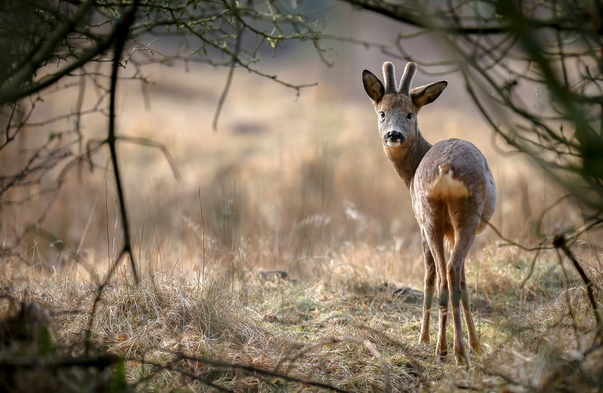 Roe deer Poster och Canvastavla