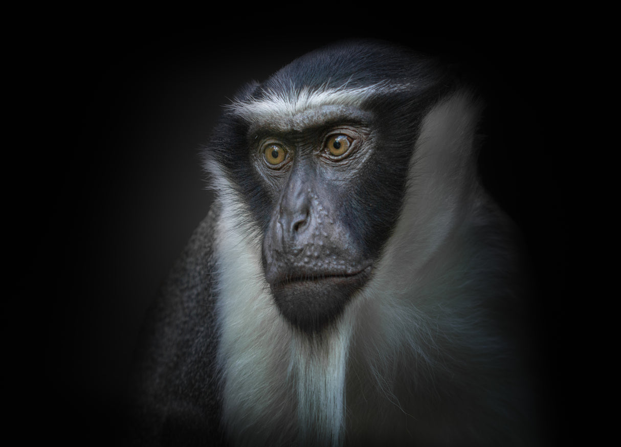 ape Poster och Canvastavla
