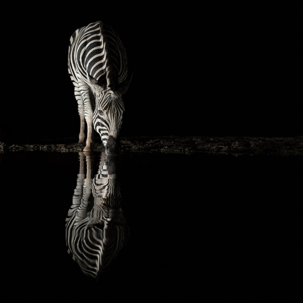 Drinking Zebra Poster och Canvastavla