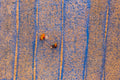 Shrimp dry in sun Poster och Canvastavla