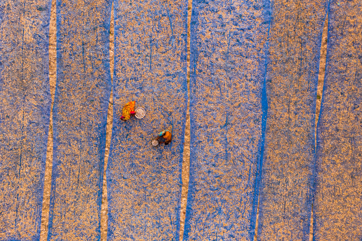 Shrimp dry in sun Poster och Canvastavla